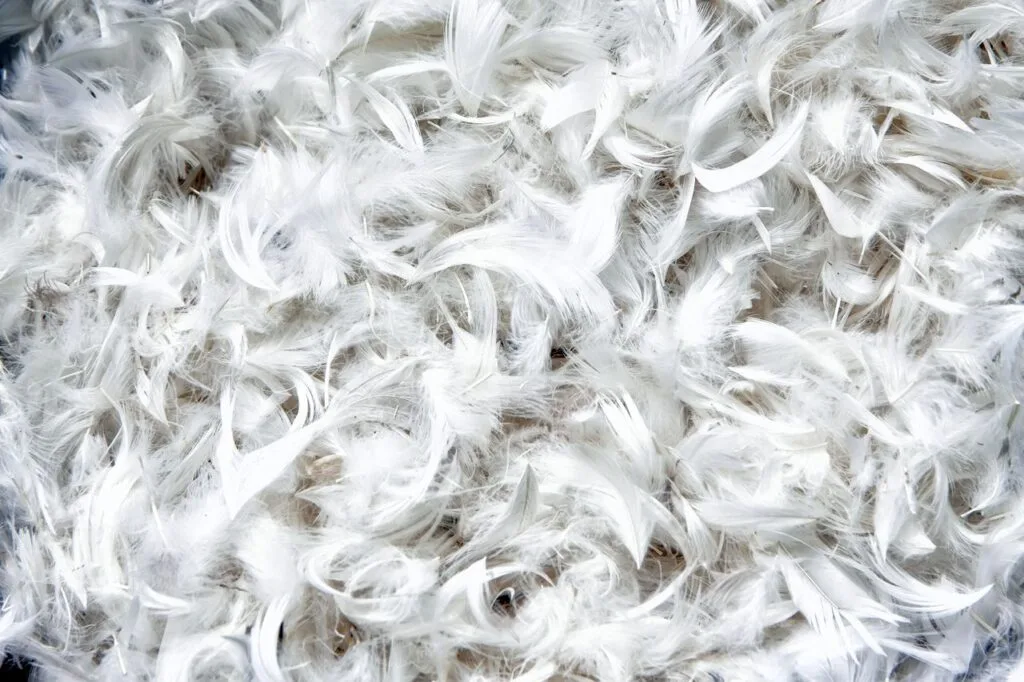 plumes et duvet pour oreiller haut de gamme